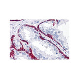 ProSci 4739 BMP15 Antibody