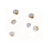 ProSci 4763 OVGP1 Antibody