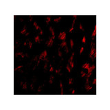 ProSci 4769 GPVI Antibody