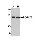 ProSci 4765 POFUT1 Antibody
