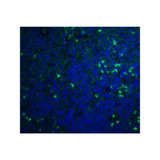 ProSci 4809 S1P1 Antibody