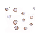 ProSci 4815 HINT1 Antibody