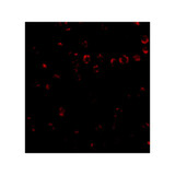 ProSci 4827 Integrin alpha 4 Antibody