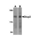 ProSci 4883 Disp2 Antibody