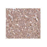 ProSci 4955 PIG-Y Antibody