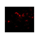 ProSci 4957 NIPSNAP3B Antibody