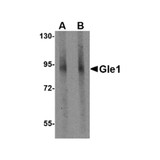 ProSci 4963 Gle1 Antibody