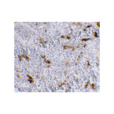 ProSci PM-2347 DC-SIGN Antibody
