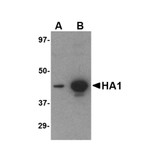 ProSci PM-4008 Hemagglutinin Antibody