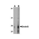 ProSci PM-4577 EndoG Antibody