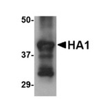ProSci PM-4669 Hemagglutinin Antibody