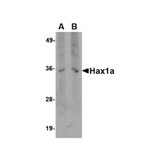 ProSci PM-4718 Hax1a Antibody