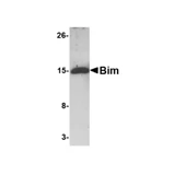 ProSci PM-4821 Bim Antibody