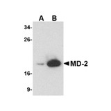 ProSci PM-4845 MD-2 Antibody