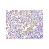 ProSci PM-4847 MD-2 Antibody