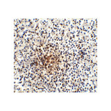 ProSci PM-5177 PD-1 Antibody