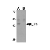 ProSci PM-6141 KLF4 Antibody
