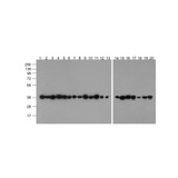 ProSci PM-7569-biotin GAPDH Antibody