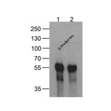 ProSci PM-7657 DDDDK-tag Antibody
