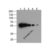 ProSci PM-7661-biotin HAT-tag Antibody