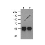 ProSci PM-7663 HAT-tag Antibody