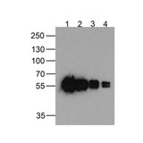ProSci PM-7669 cMyc-tag Antibody