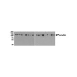 ProSci PM-7811 Vinculin Antibody