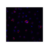 ProSci PM-9428 SARS-CoV-2 (COVID-19) Spike S2 Antibody