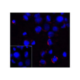 ProSci RF16001 PD1 Antibody