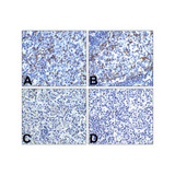 ProSci RF16002 PD1 Antibody