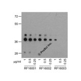 ProSci RF16002 PD1 Antibody