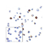 ProSci RF16004 PD1 Antibody