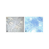 ProSci RF16004 PD1 Antibody