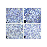ProSci RF16003 PD1 Antibody