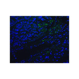 ProSci RF16006 PD1 Antibody