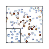ProSci RF16021 PDL2 Antibody