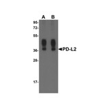 ProSci RF16022 PDL2 Antibody