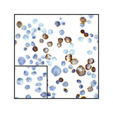 ProSci RF16024 PDL2 Antibody