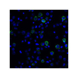 ProSci RF16024 PDL2 Antibody