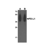 ProSci RF16032 PDL1 Antibody