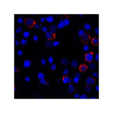 ProSci RF16032 PDL1 Antibody