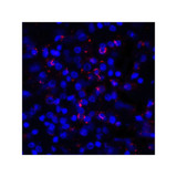 ProSci RF16032 PDL1 Antibody