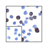 ProSci RF16032 PDL1 Antibody