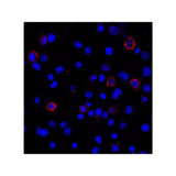 ProSci RF16033 PDL1 Antibody