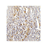 ProSci RF16033 PDL1 Antibody