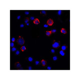 ProSci RF16036 PDL1 Antibody