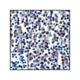 ProSci RF16036 PDL1 Antibody