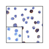 ProSci RF16037 PDL1 Antibody