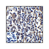 ProSci RF16037 PDL1 Antibody