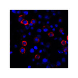 ProSci RF16038 PDL1 Antibody